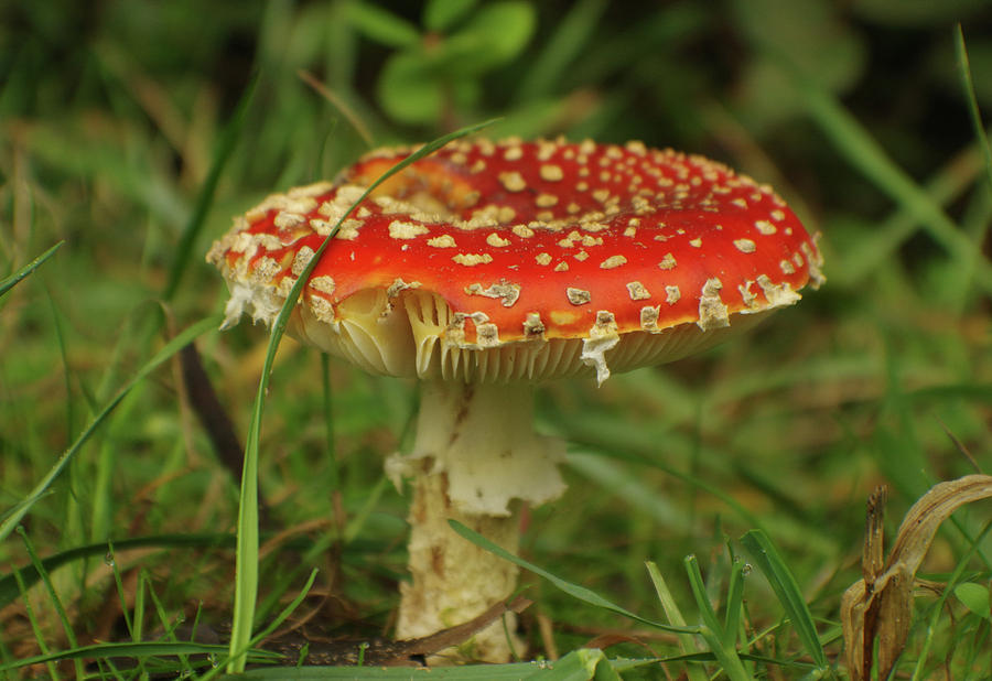 Spotted Toadstool Photograph by Adria Trail