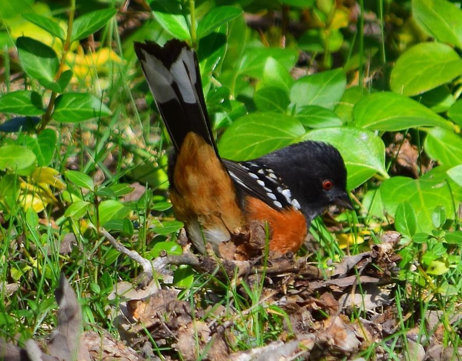 Spotted Towhee - 3 Photograph
