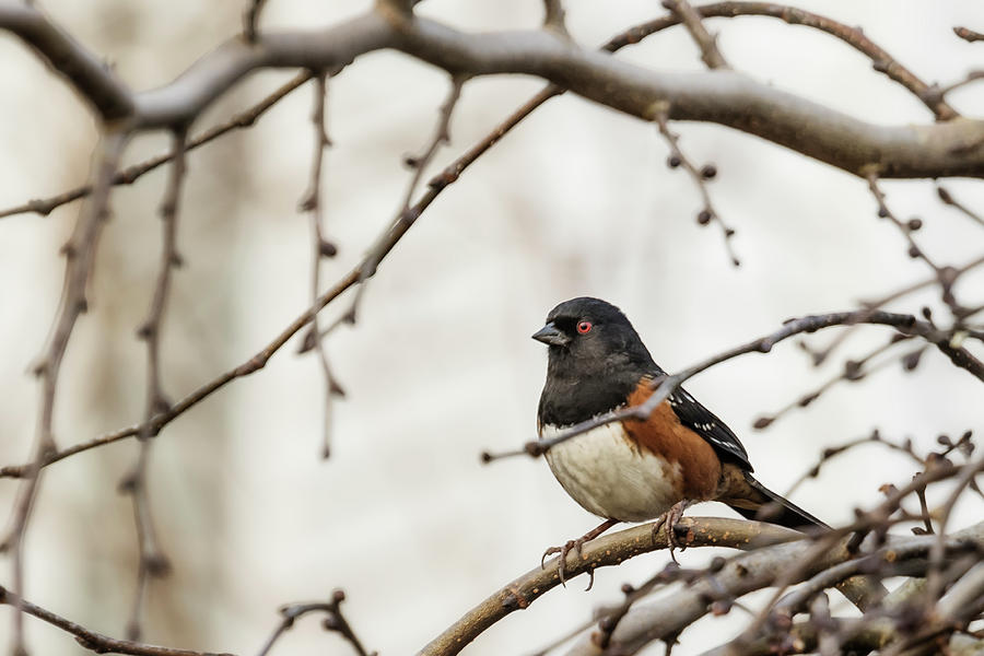 Spotted Towhee Photograph by Belinda Greb