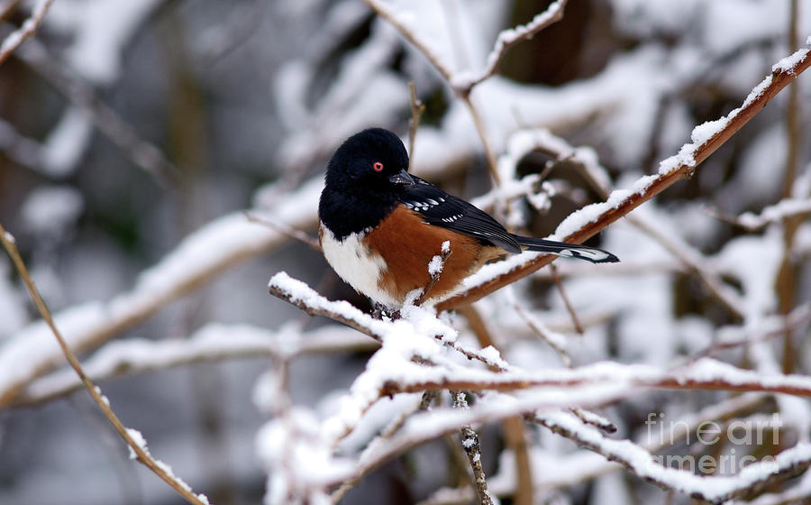 Spotted Towhee Bird Photograph by Terry Elniski