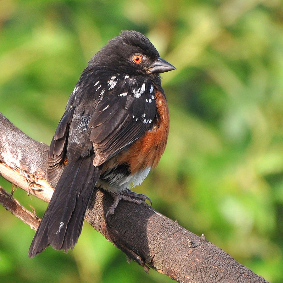 Spotted Towhee Photograph by Carl Olsen