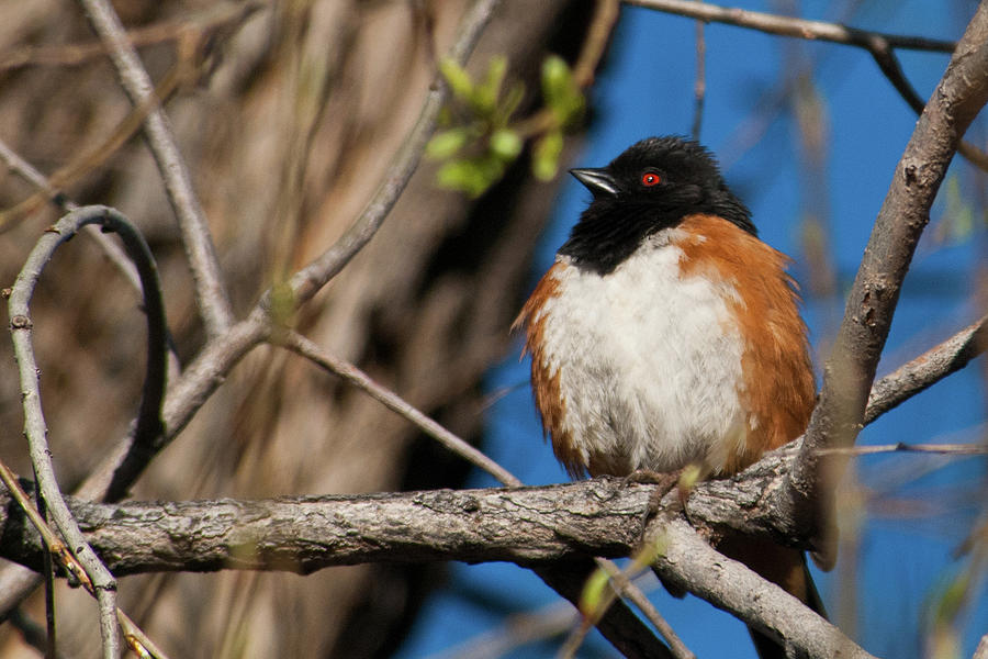 Spotted Towhee in Early Spring Photograph by Cascade Colors
