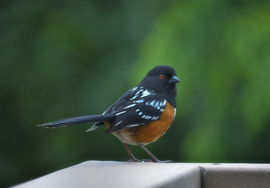 Spotted Towhee Photograph