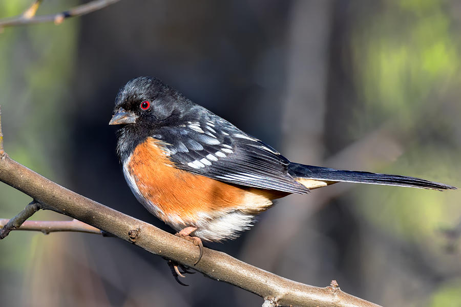 Spotted Towhee Portrait Photograph by Kathleen Bishop
