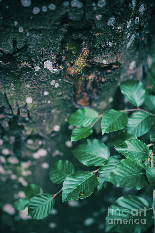 Spotted tree bark and a branch of green leaves Photograph by Michal Bednarek