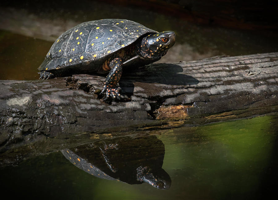 Spotted Turtle Reflection Photograph by Art Cole