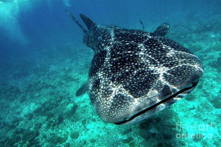 Spotted whale shark Photograph by Sami Sarkis