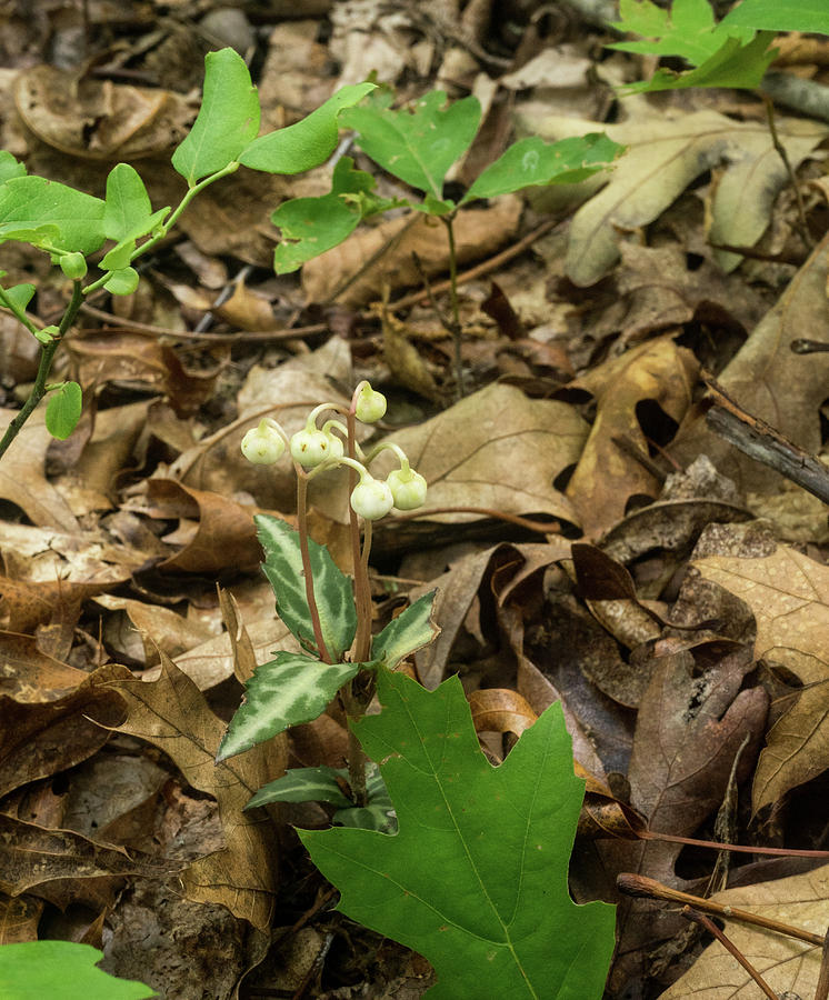 Spotted Wintergreen in the Forest Photograph by Douglas Barnett