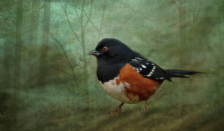 Spotted Towhee - 365-183 Photograph by Inge Riis McDonald
