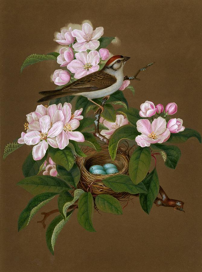 Spragues Natural History Chipping Sparrow Painting by Celestial Images