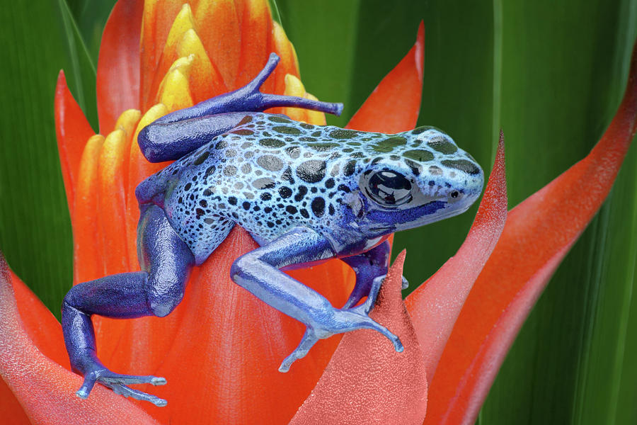 Sprawled - Poison Dart Frog Photograph by Nikolyn McDonald