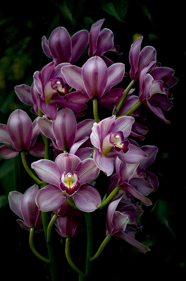 Spray of Cymbidium Orchids Photograph by Julie Palencia