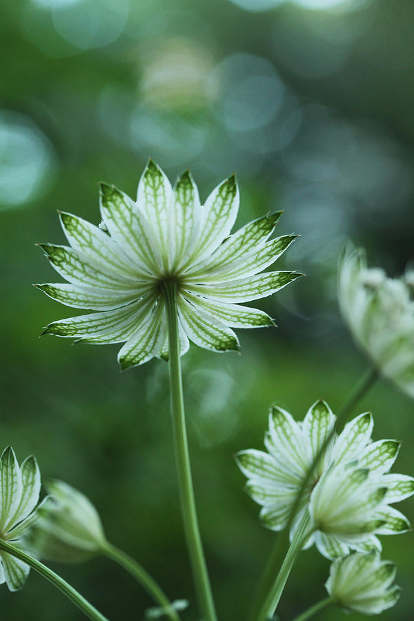 Flowers Still Life Photograph - Botanica .. Spray Of Light by Connie Handscomb