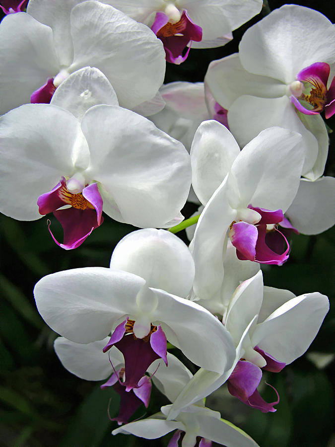 Spray Of Orchids Photograph