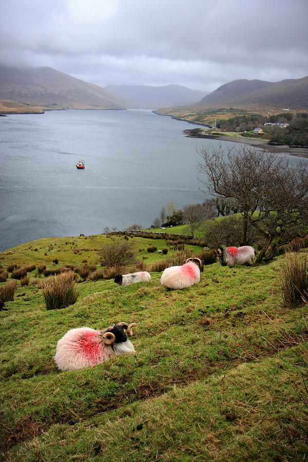 Spray painted sheep Ireland Photograph by Pierre Leclerc Photography