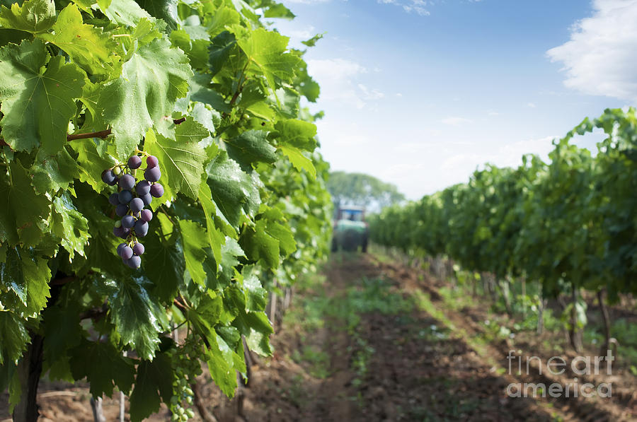 Nature Photograph - Spraying of vineyards by Deyan Georgiev