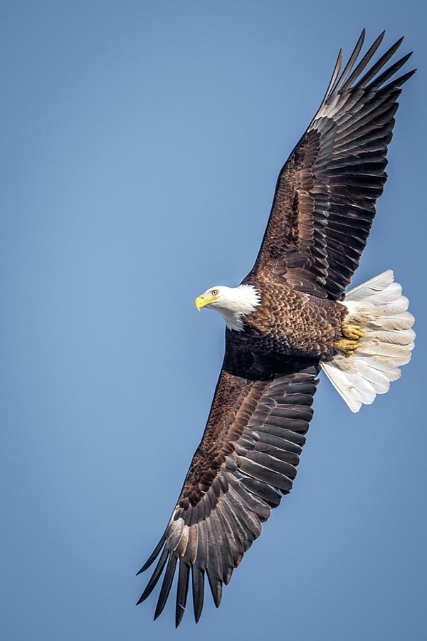 Spread Eagle Eagle Photograph by Paul Freidlund