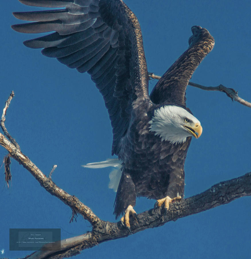 Spread Eagle Photograph by Paul Brooks