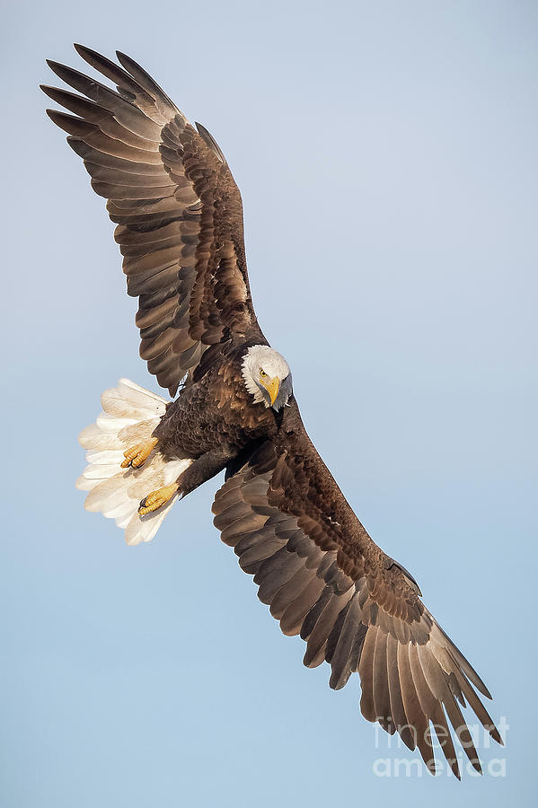 Spread Eagle Photograph by Rudy Viereckl