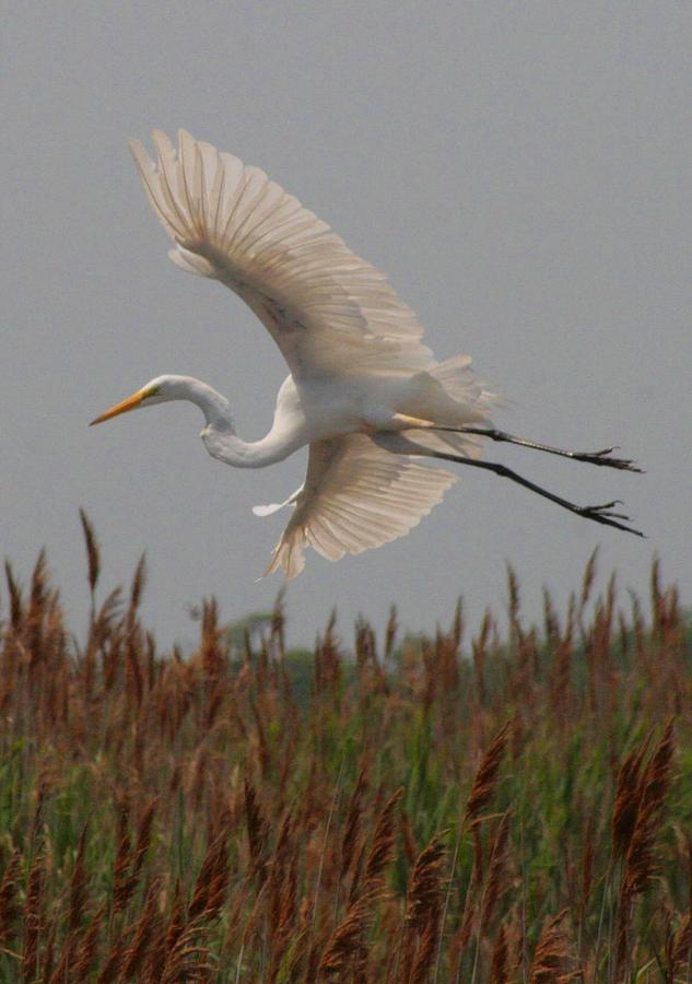 Wildlife Photograph - Spread Egret and Reeds by Christopher J Kirby