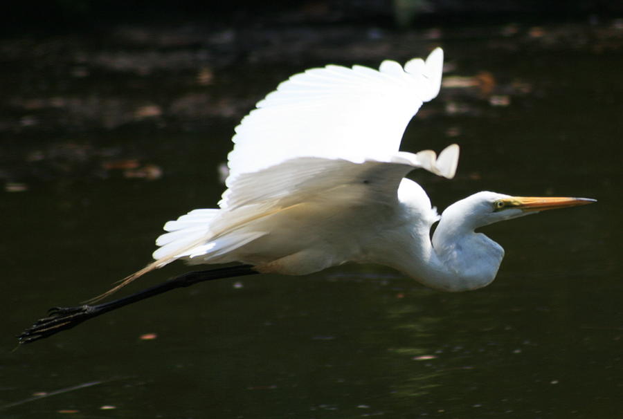 Spread Egret Photograph by Christopher J Kirby