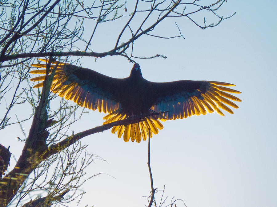 Spread Vulture  Photograph by Kimo Fernandez