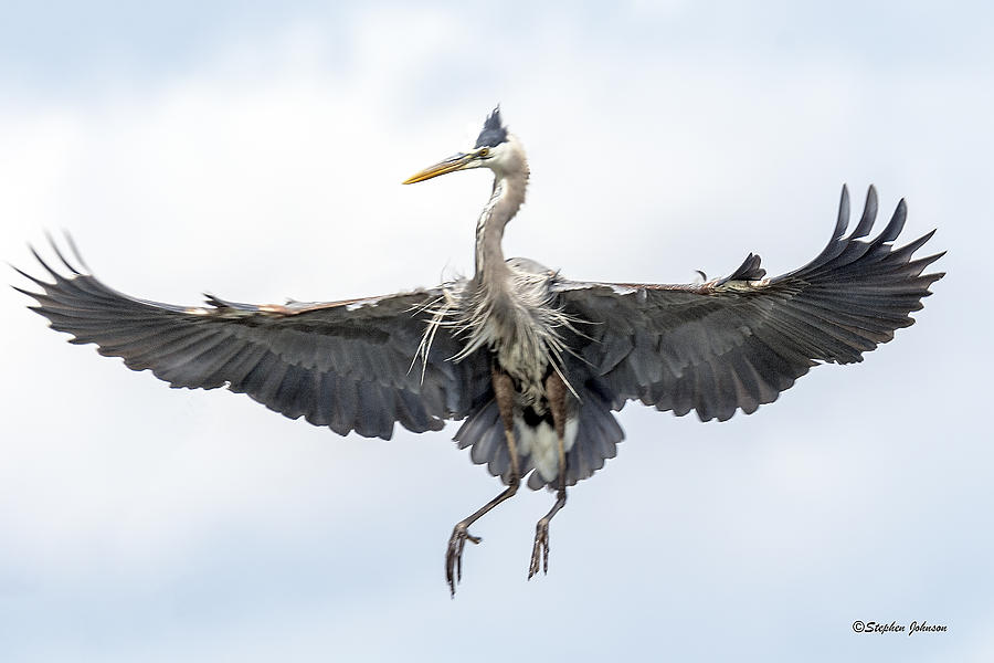 Spread Winged Heron Photograph by Stephen Johnson