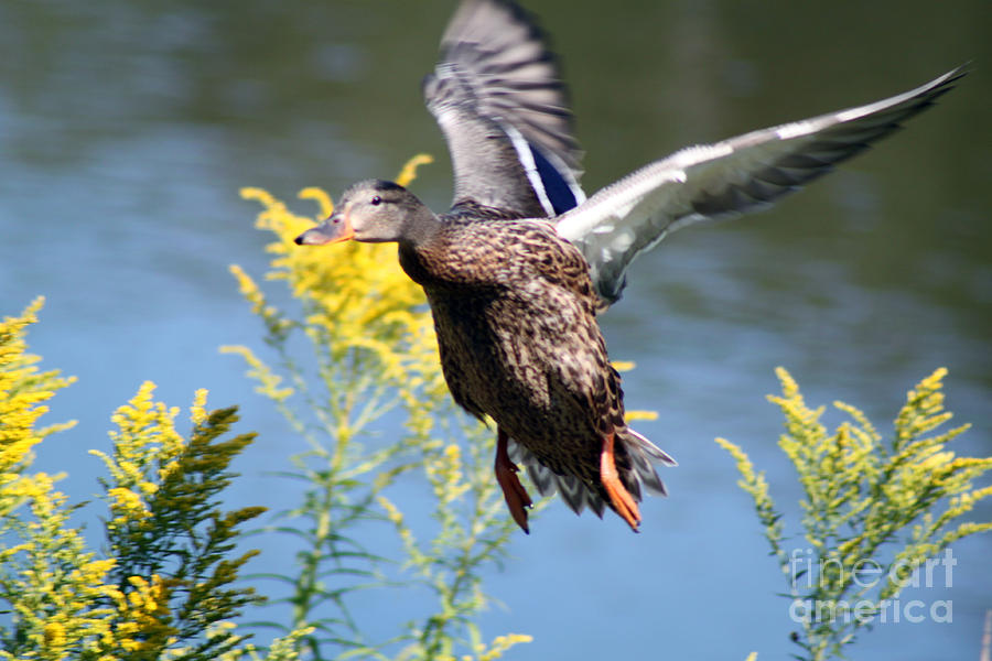 Duck Photograph - Spread Your Wings by Cathy Beharriell