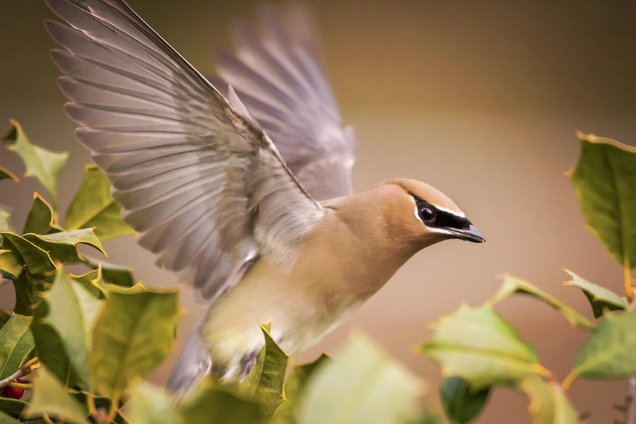 Spread your Wings Cedar Waxwing  Photograph by Terry DeLuco