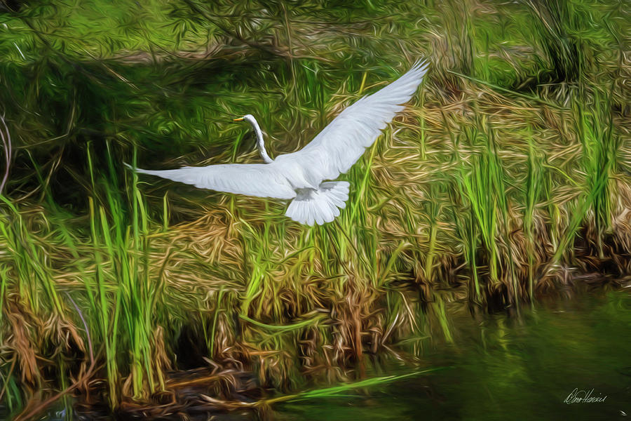 Egret Photograph - Spread Your Wings by Diana Haronis