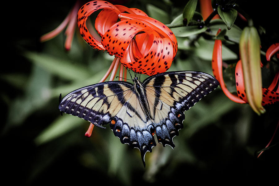 Butterfly Photograph - Spread Your Wings by Dominique Robinson