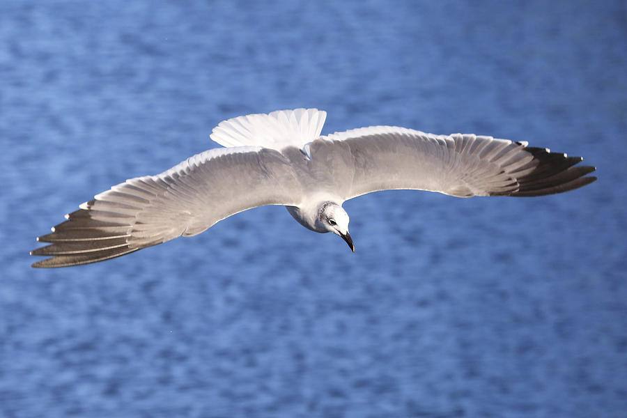 Seagull Photograph - Spread Your Wings by Donna Kennedy