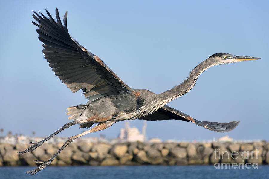 Heron Photograph - Spread Your Wings by Eddie Yerkish