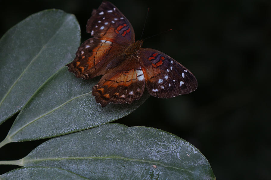 Spread Your Wings Photograph By Lori Godfrey - Fine Art America