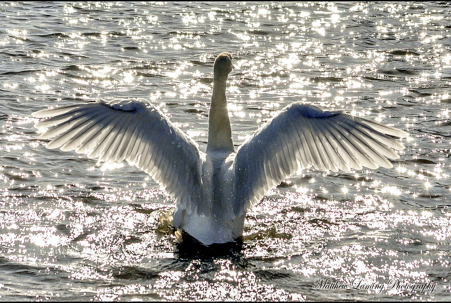 Swan Photograph - Spread your wings by Matthew Laming