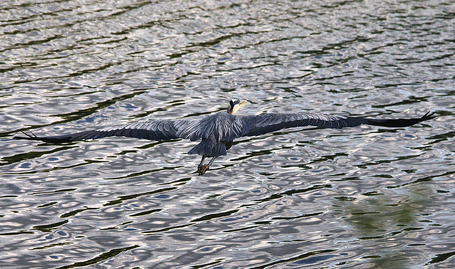 Heron Photograph - Spread Your Wings by Roy Williams