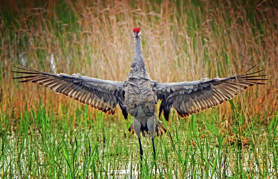 Walking on Water Photograph by Stanley Lavender - Fine Art America