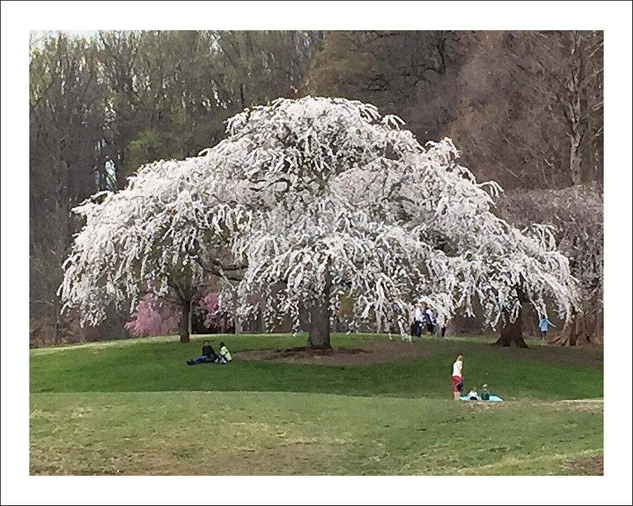 Spreading Cherry Tree Photograph By Iris Posner 