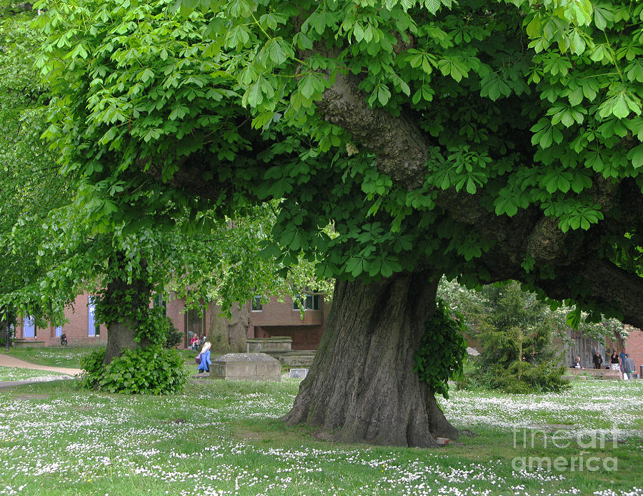 Spreading Chestnut Tree Photograph