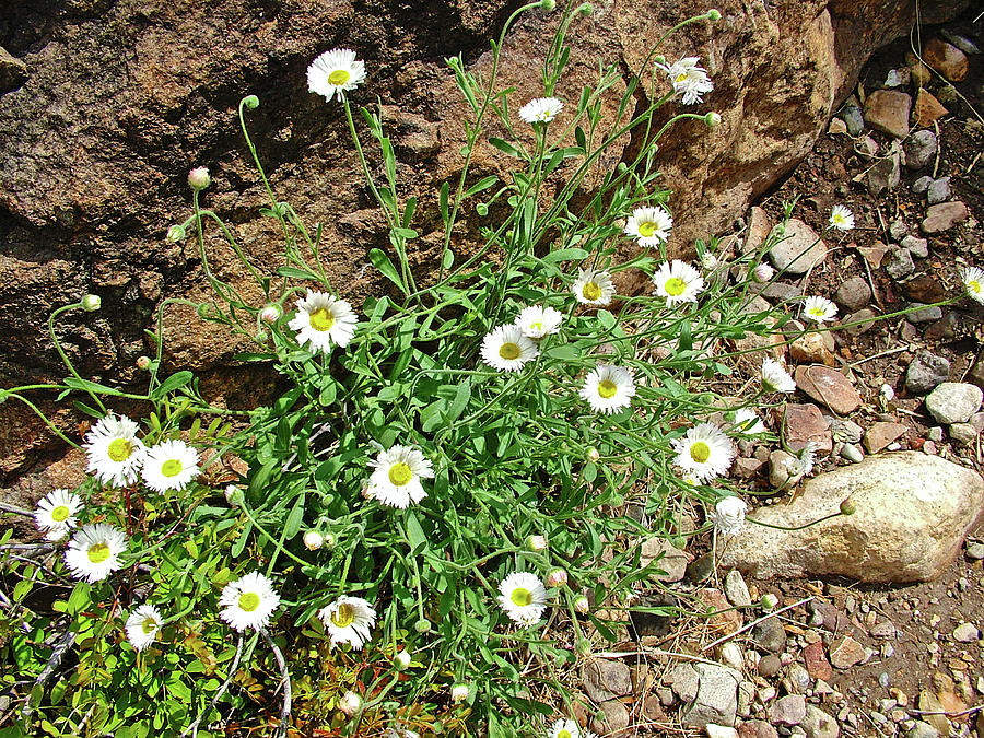 Spreading Fleabane on Window Trail in Big Bend National Park, Texas Photograph by Ruth Hager