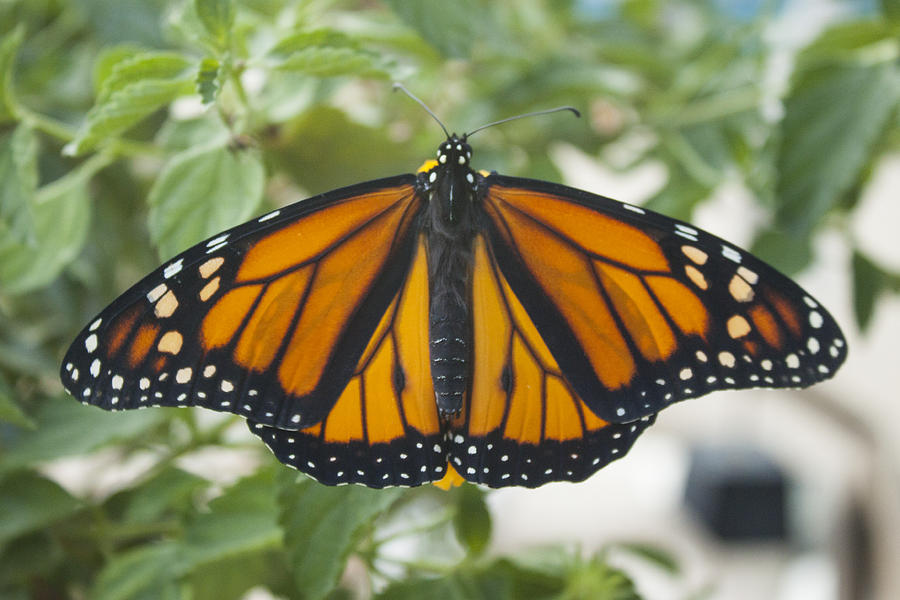 Spreading His Wings Photograph By Gary Nelson Pixels