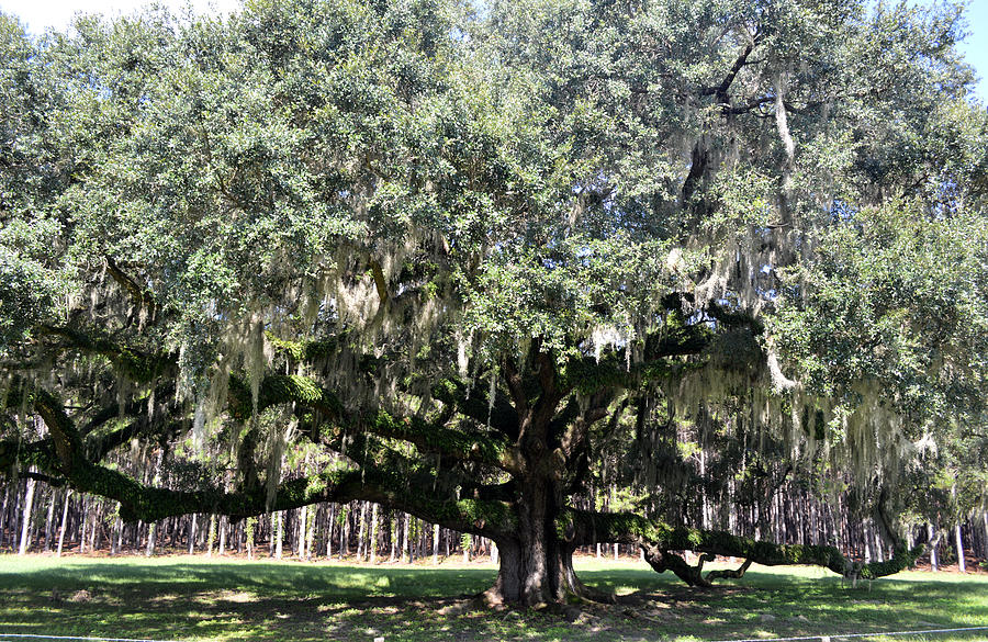 Spreading Live Oak from an Acorn Photograph by Roy Erickson - Fine Art ...