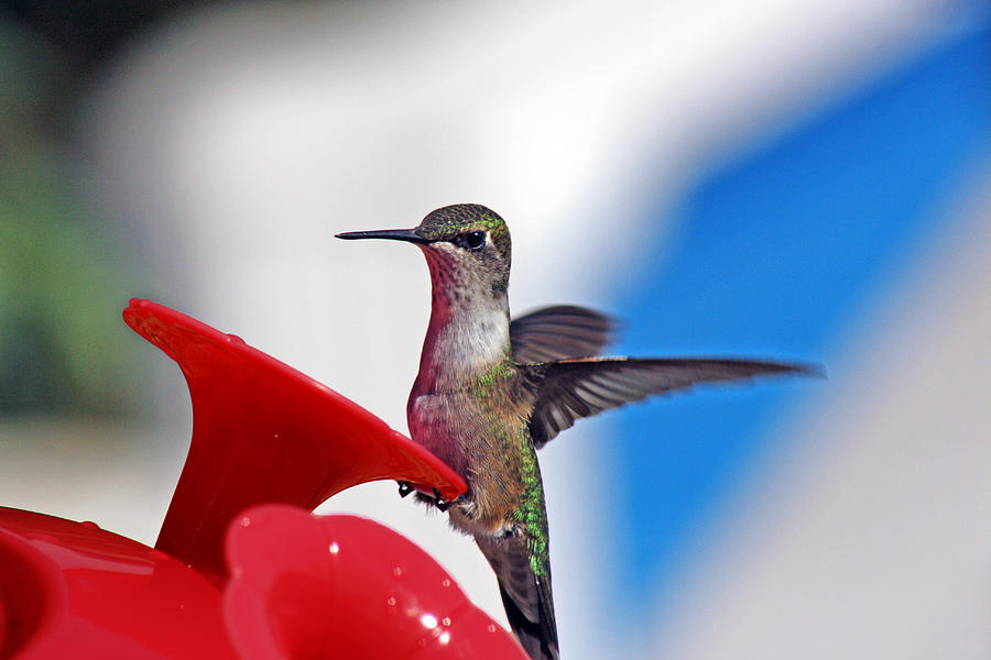 Hummingbird Photograph - Spreading My Wings  by Cathy Beharriell
