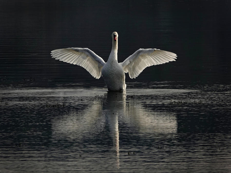 Spreading my Wings Photograph by Inge Riis McDonald