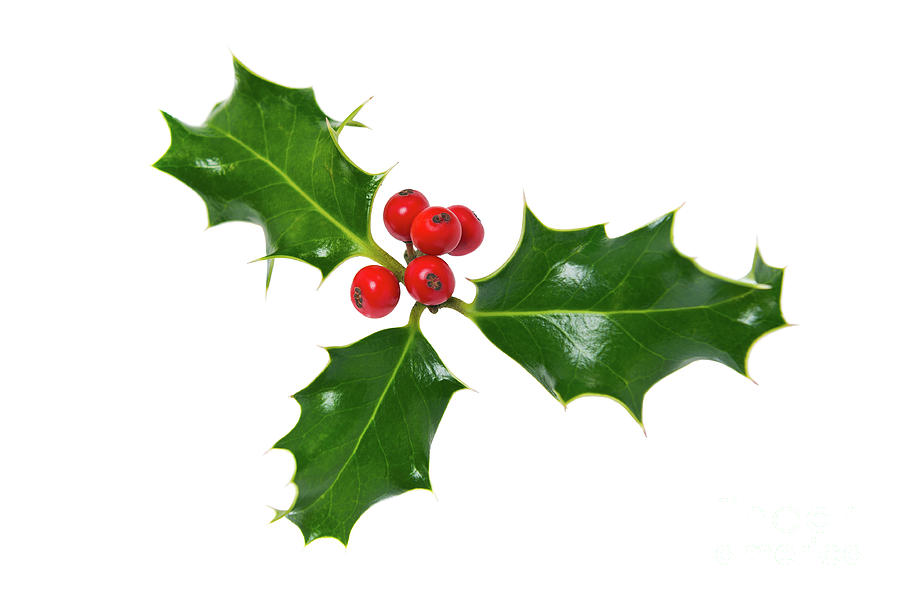 Sprig Of Holly Isolated On White Photograph