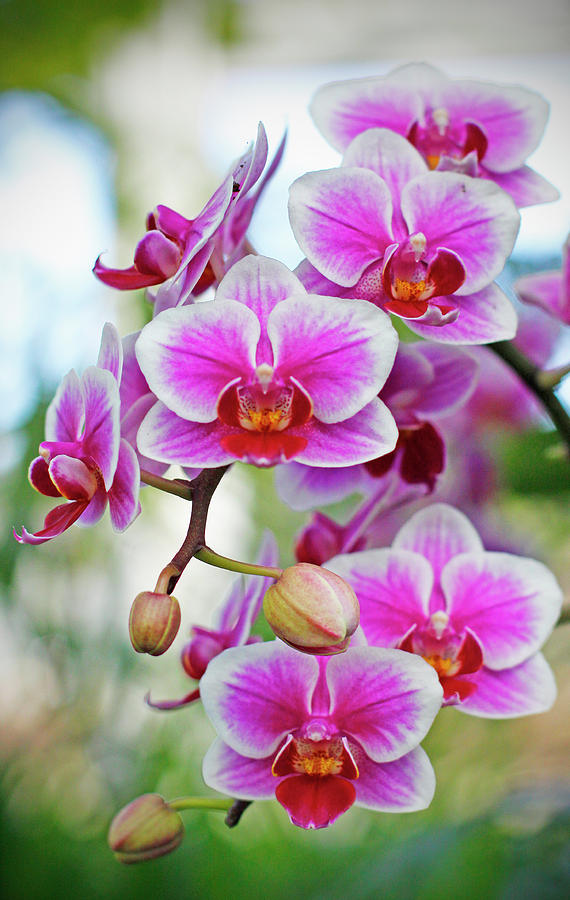 Sprightly Moth Orchids  Photograph by Cate Franklyn