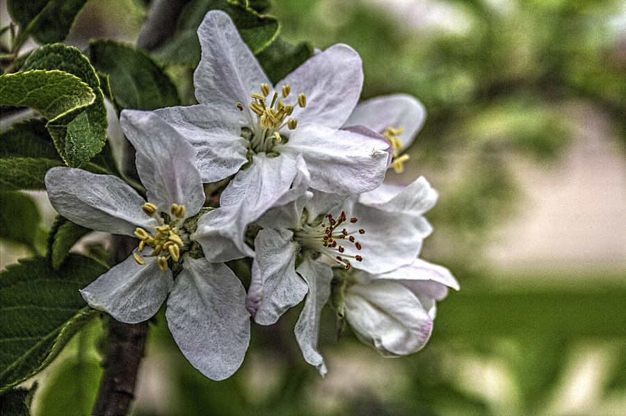 Spring 2015 Apple Blossoms Photograph
