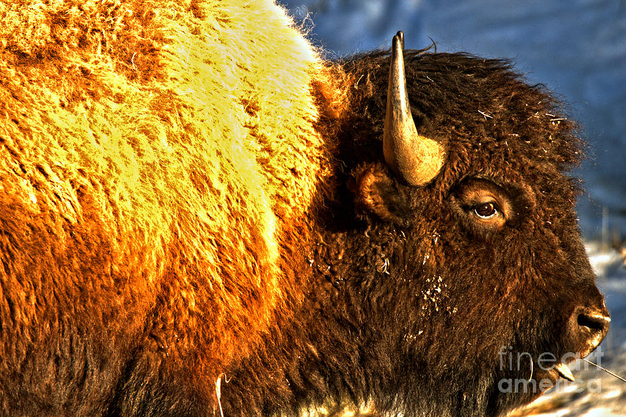 Spring 2018 Bison Closeup Photograph by Adam Jewell