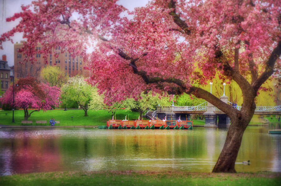 Spring Afternoon in the Boston Public Garden - Boston Swan Boats Photograph by Joann Vitali