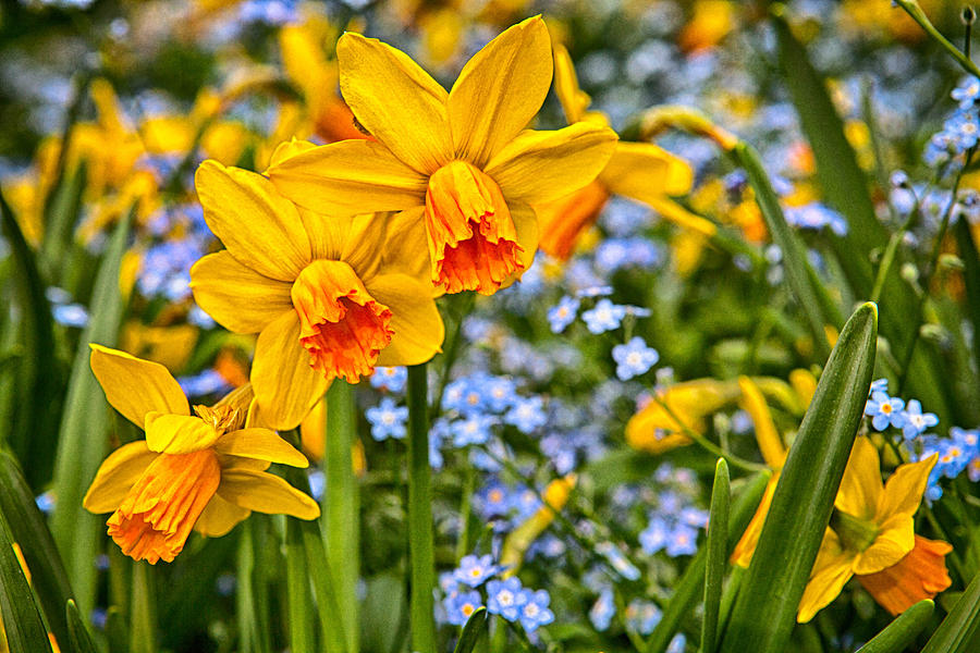 Spring Alive Photograph by Jodi Jacobson - Fine Art America